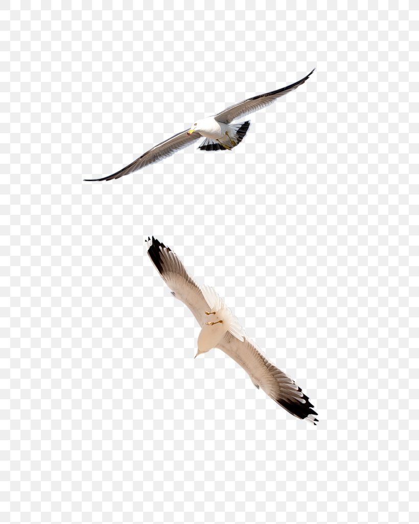 Domestic Pigeon Bird Columbidae Goose, PNG, 649x1024px, Domestic Pigeon, Animal, Beak, Bird, Bird Migration Download Free