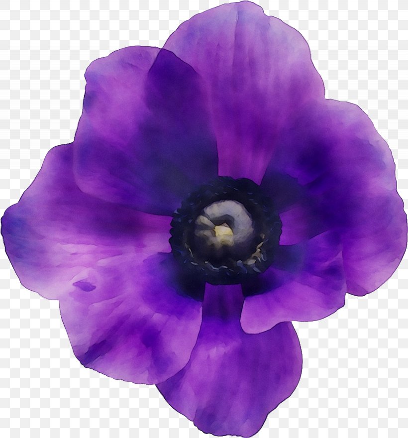 Herbaceous Plant Plants, PNG, 1230x1321px, Herbaceous Plant, Anemone, Cut Flowers, Delphinium, Flower Download Free