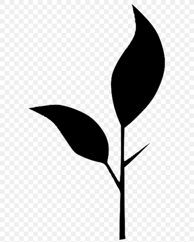 Leaf Black-and-white Plant Flower Anthurium, PNG, 640x1024px, Leaf, Anthurium, Arum Family, Blackandwhite, Flower Download Free