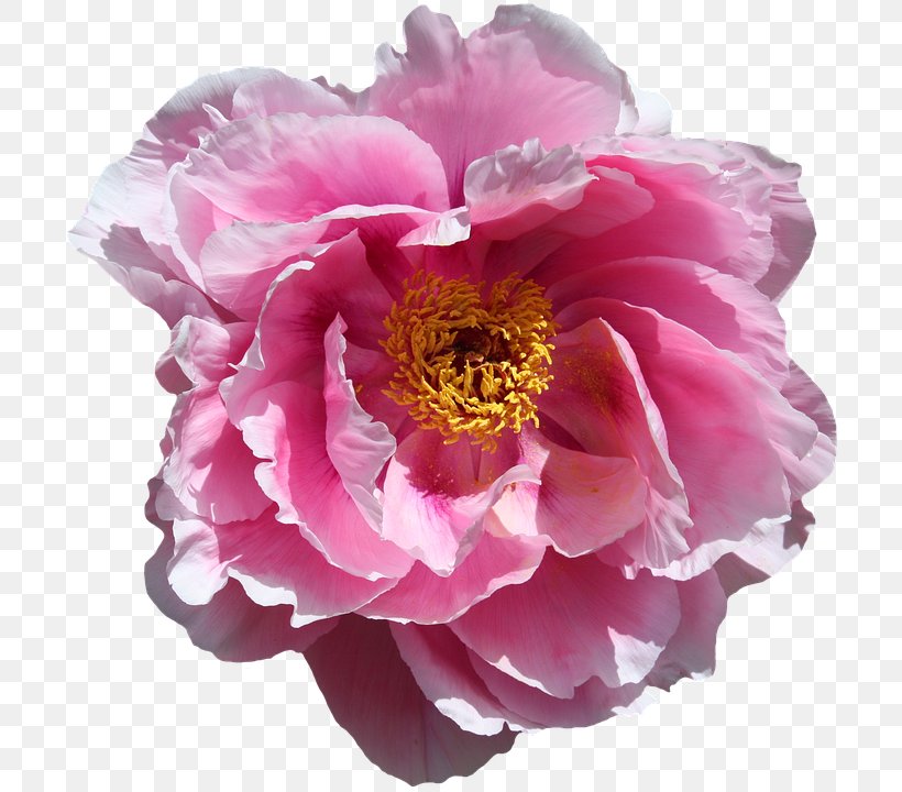 Cabbage Rose Desktop Wallpaper Flower Download Garden Roses, PNG, 711x720px, Cabbage Rose, Android, Annual Plant, Cut Flowers, Desktop Environment Download Free