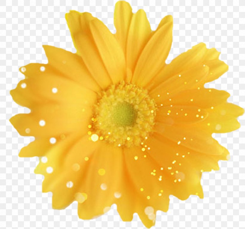 Common Dandelion Flower Yellow Desktop Wallpaper Stock Photography, PNG, 1200x1121px, Common Dandelion, Calendula, Chrysanths, Common Daisy, Cut Flowers Download Free
