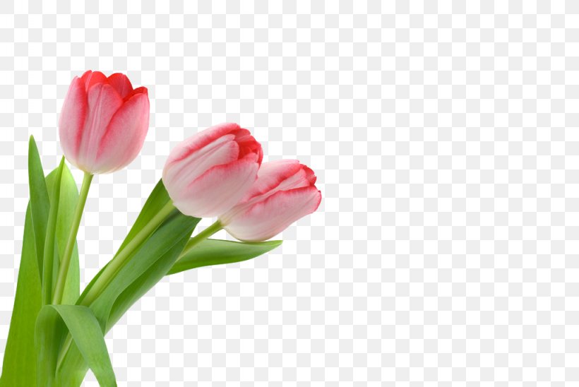Tulip Flower, PNG, 1024x685px, Tulip, Close Up, Cut Flowers, Drawing, Flower Download Free