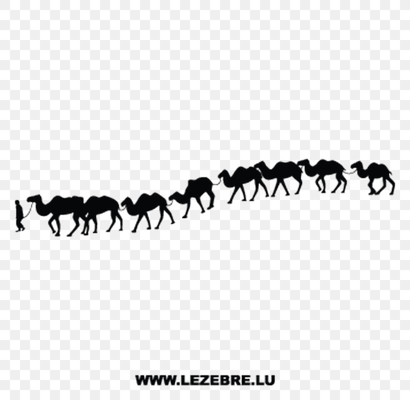 Camel Horse Sticker Silhouette Image, PNG, 800x800px, Camel, Adhesive, Black And White, Bumper Sticker, Camel Train Download Free