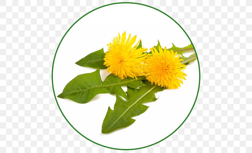 Dietary Supplement Health Herb Plant Dandelion, PNG, 500x500px, Dietary Supplement, Daisy Family, Dandelion, Diet, Dieting Download Free