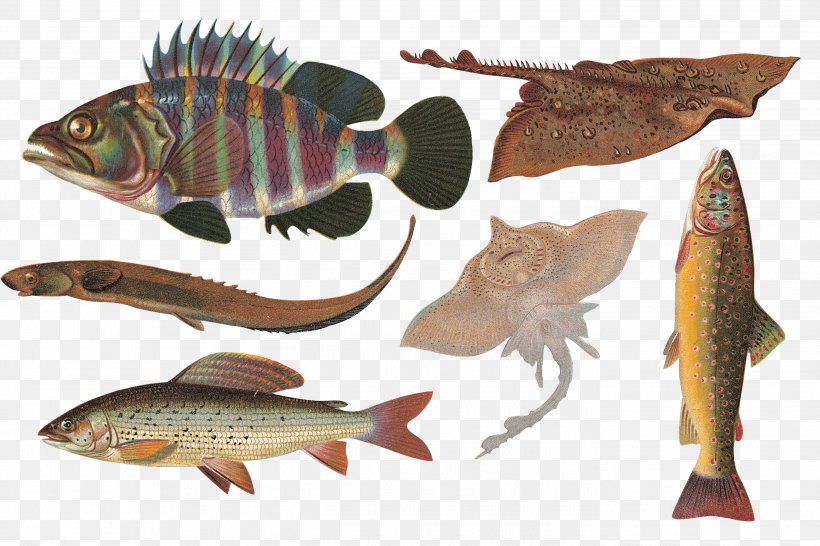 Fish Animal Clip Art, PNG, 2790x1858px, Fish, Animal, Brown Trout, Cod, Cutthroat Trout Download Free