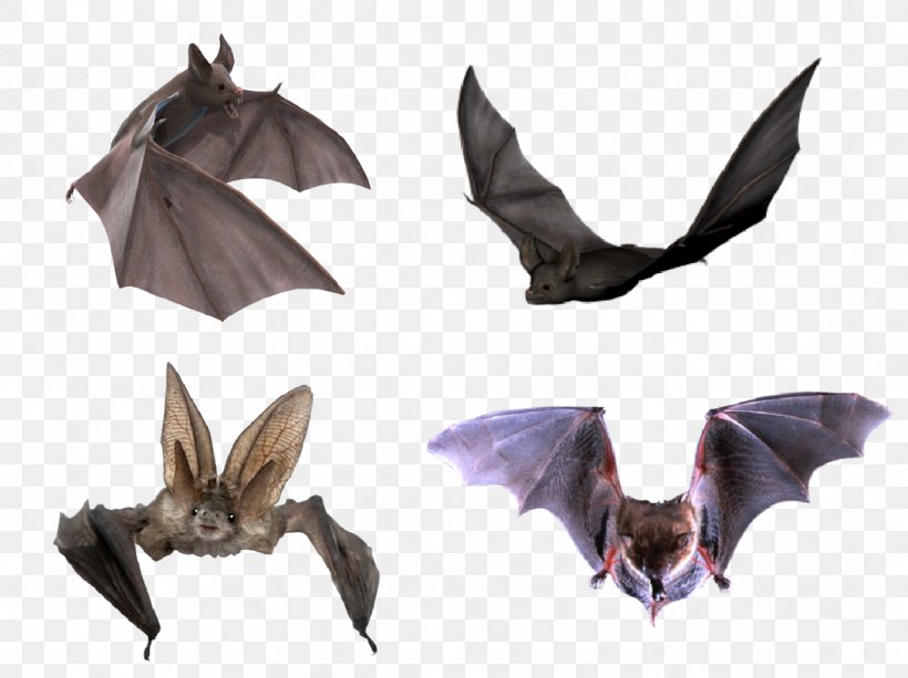 Flight Microbat Halloween, PNG, 1088x814px, Flight, Bat, Fauna, Halloween, Image Resolution Download Free