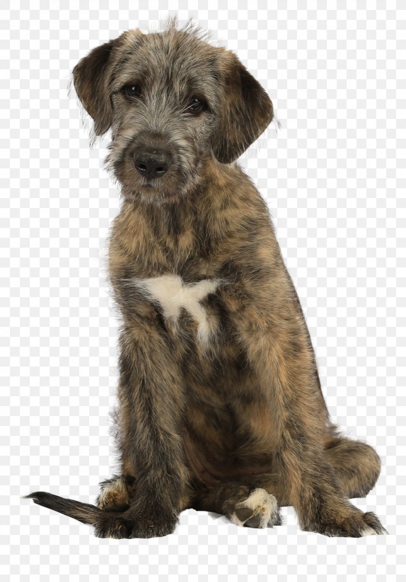 Glen Irish Wolfhound Irish Terrier Lurcher Cesky Terrier, PNG, 1178x1689px, Glen, Breed, Carnivoran, Cesky Terrier, Dog Download Free