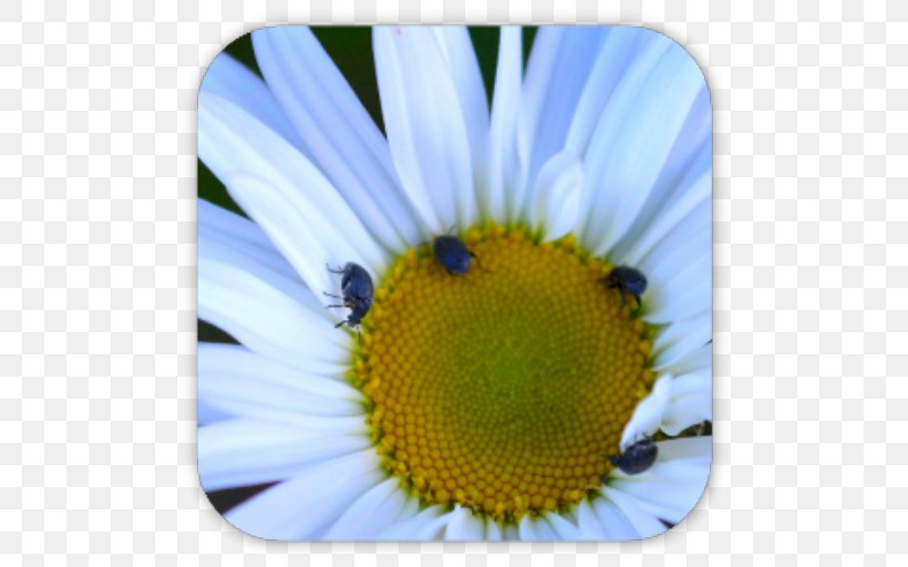 Honey Bee Nectar Oxeye Daisy Pollen, PNG, 512x512px, Honey Bee, Aster, Bee, Close Up, Closeup Download Free