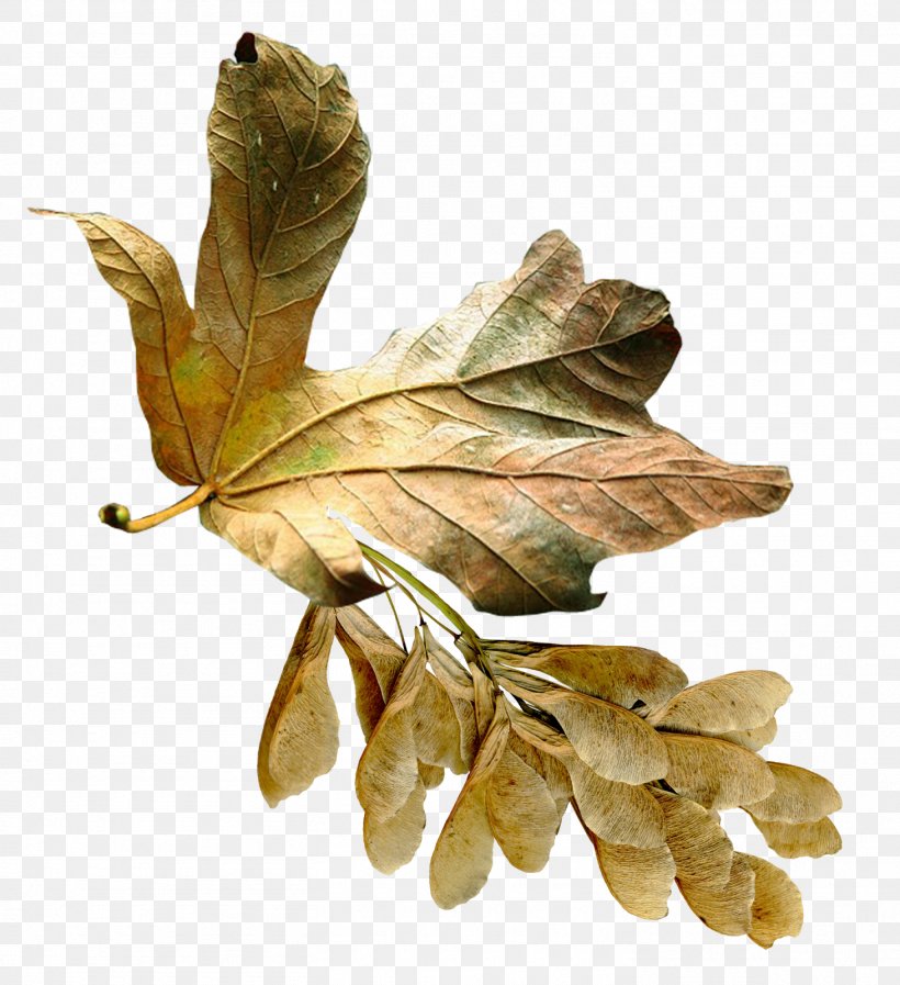 Plant Aceraceae Photography Clip Art, PNG, 1462x1600px, Plant, Aceraceae, Auglis, Autumn, Brown Download Free