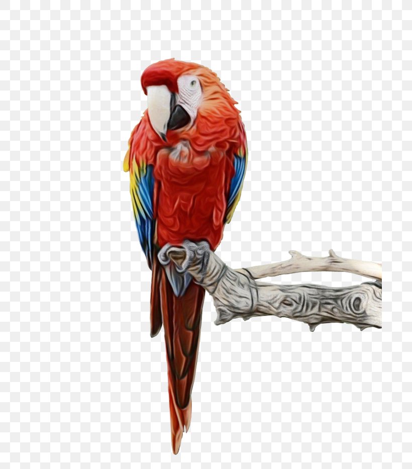 Macaw Bird Clip Art Image, PNG, 700x933px, Macaw, Beak, Bird, Blueandyellow Macaw, Budgerigar Download Free