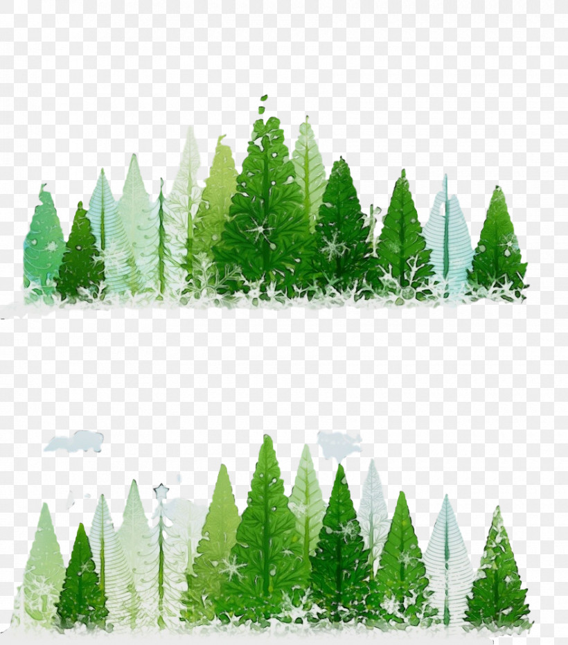 Shortleaf Black Spruce Green Oregon Pine Tree Evergreen, PNG, 880x1000px, Watercolor, Colorado Spruce, Evergreen, Green, Leaf Download Free