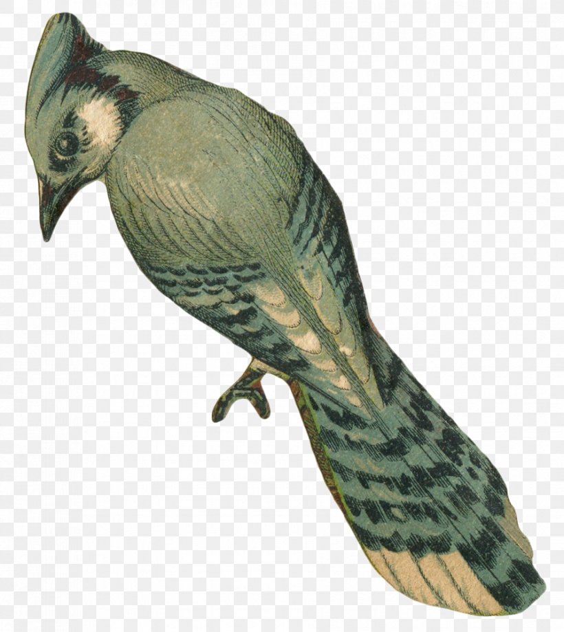 Bird Parrot Desktop Wallpaper Blue Jay Clip Art, PNG, 892x1000px, Bird, Animal, Beak, Blue Jay, Cuculiformes Download Free