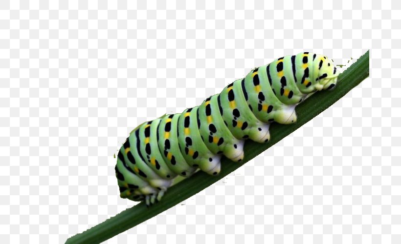 Butterfly Caterpillar Larva Pollinator, PNG, 690x500px, Butterfly, Butterflies And Moths, Carnivore, Caterpillar, Family Download Free