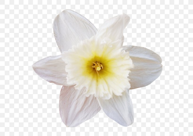 Flower White Petal, PNG, 600x578px, Flower, Amaryllis Family, Computer Software, Daffodil, Fleur Blanche Download Free