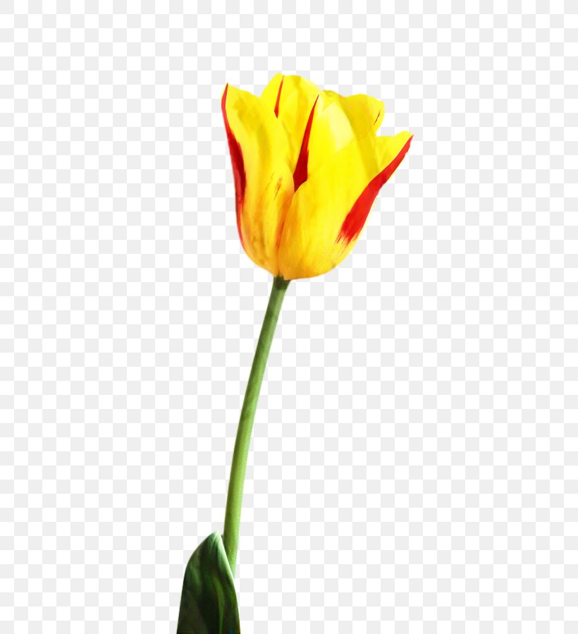 Flowers Background, PNG, 600x899px, Tulip, Black, Blue, Bud, Cut Flowers Download Free