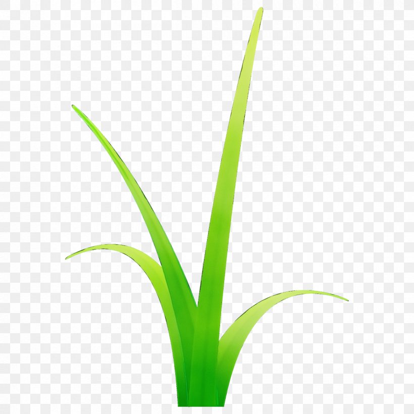 Plant Flower Leaf Terrestrial Plant Grass Family, PNG, 1200x1200px, Watercolor, Flower, Flowering Plant, Grass, Grass Family Download Free