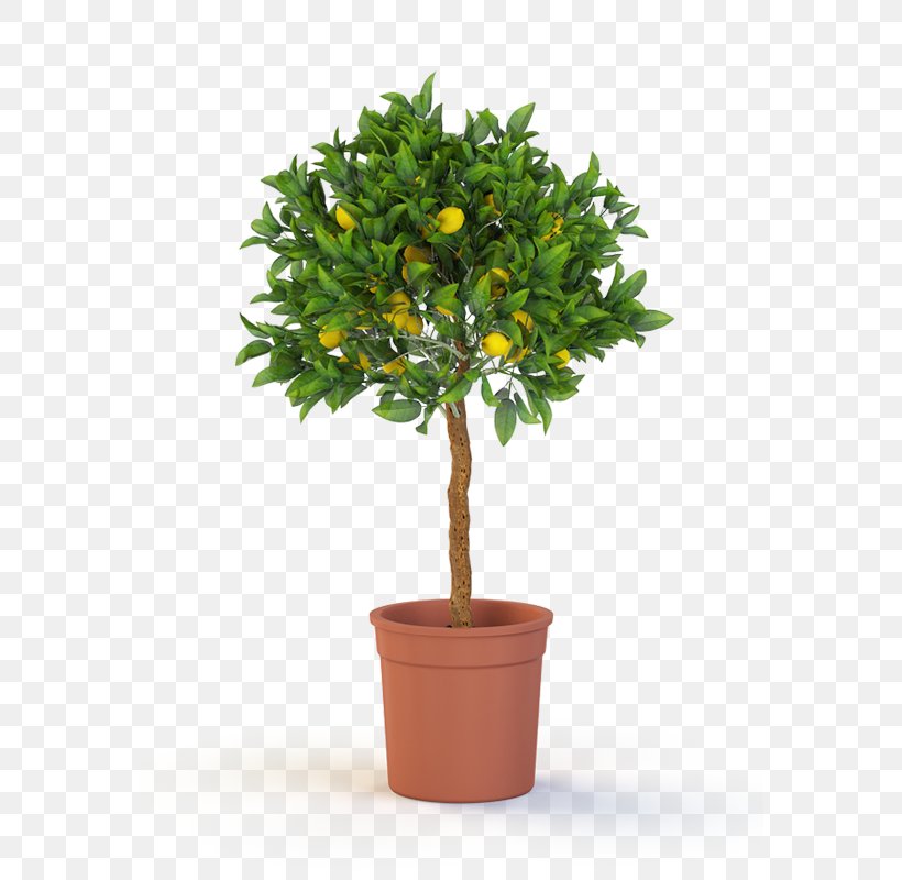 Topiary Tree Box Weeping Fig Container Garden, PNG, 727x800px, Topiary, Artificial Flower, Box, Container Garden, Evergreen Download Free