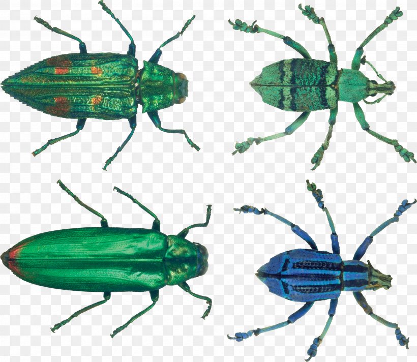Insect Icon, PNG, 3469x3014px, Beetle, Arthropod, Clipping Path, Fauna, Fly Download Free