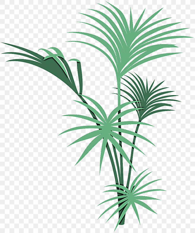 Palm Tree, PNG, 861x1029px, Plant, Arecales, Date Palm, Elaeis, Flower Download Free