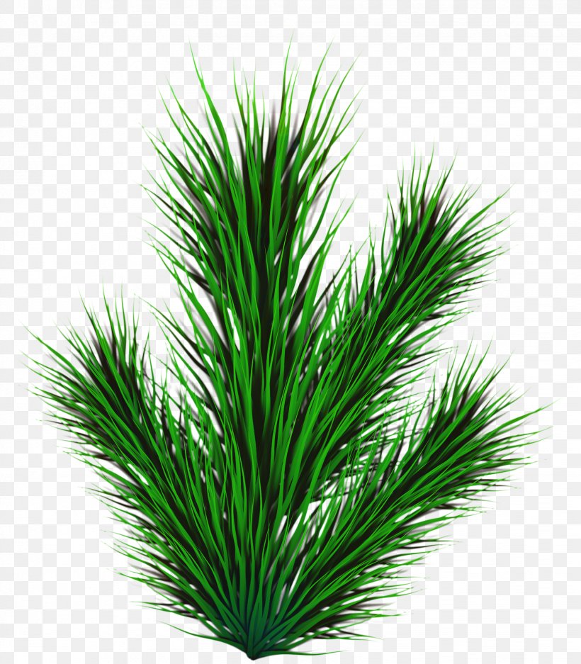 Palm Tree Background, PNG, 1646x1881px, Pine, Aquarium, Arecales, Branching, Conifer Download Free
