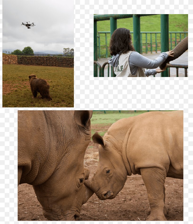 Rhinoceros Wildlife Terrestrial Animal Snout Safari, PNG, 800x951px, Rhinoceros, Animal, Fauna, Grass, Horn Download Free