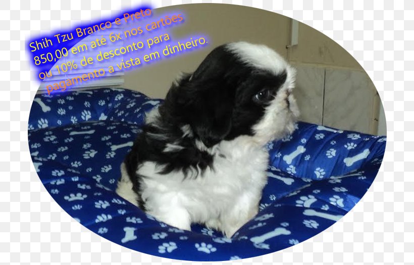 Shih Tzu Japanese Chin Havanese Dog Chinese Imperial Dog Puppy, PNG, 722x525px, Shih Tzu, Breed, Carnivoran, Chinese Imperial Dog, Companion Dog Download Free
