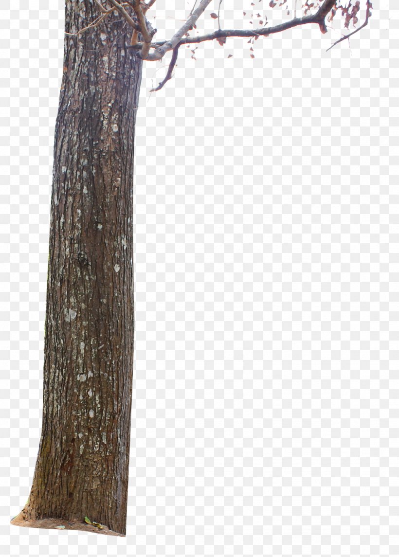 Tree Stump Trunk Branch, PNG, 1024x1430px, Tree, Bark, Branch, Leaf, Plant Stem Download Free