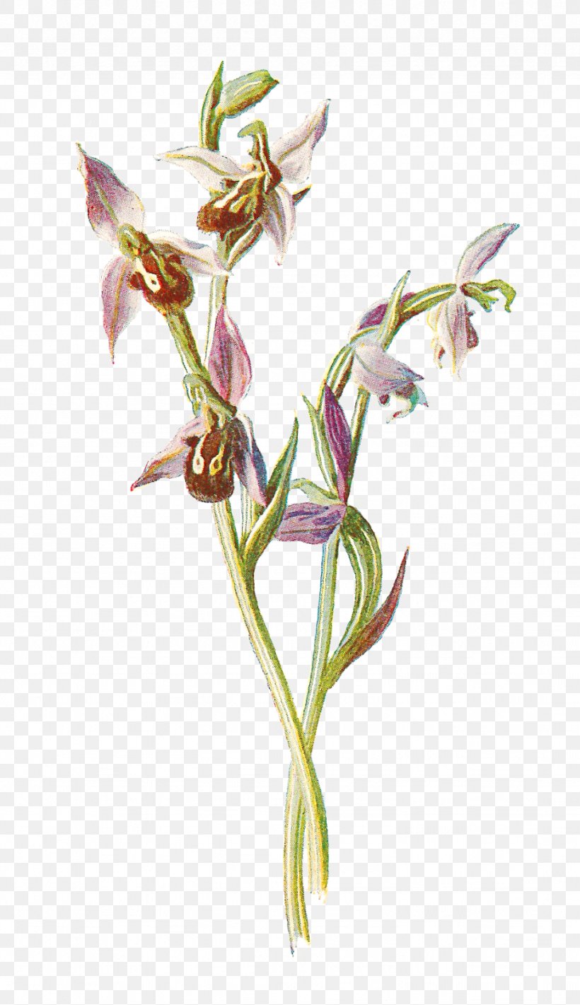 Flower Orchids Plant Ophrys Apifera Clip Art, PNG, 923x1600px, Flower, Bellflowers, Botany, Dactylorhiza Fuchsii, Flora Download Free