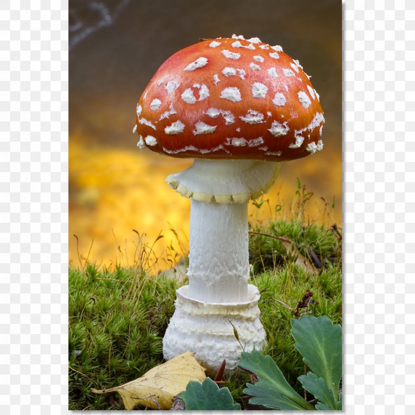 Mushroom Agaric, PNG, 875x875px, Mushroom, Agaric, Grass Download Free