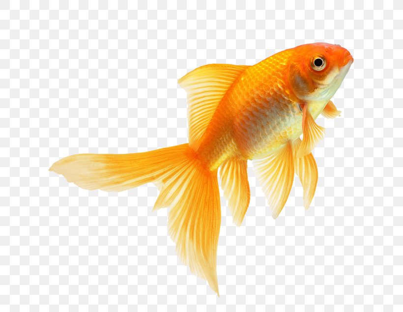 The Goldfish That Jumped Fin Feeder Fish, PNG, 635x635px, Goldfish, Bony Fish, Feeder Fish, Fin, Fish Download Free
