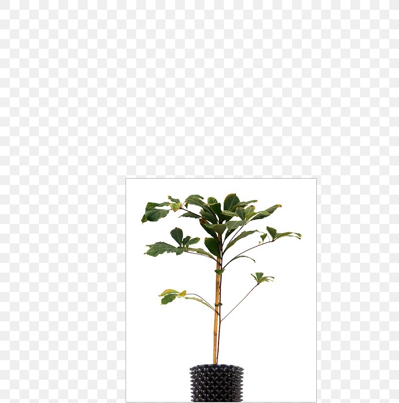 Twig Flowerpot Houseplant Plant Stem Leaf, PNG, 491x828px, Twig, Branch, Flowerpot, Houseplant, Leaf Download Free