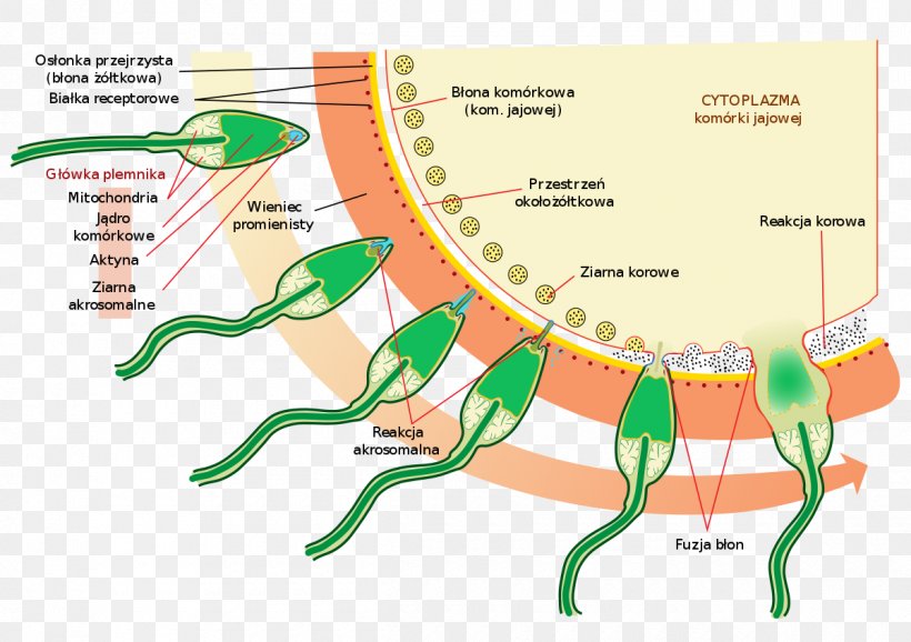 Acrosome Reaction Spermatozoon Capacitation, PNG, 1200x846px, Watercolor, Cartoon, Flower, Frame, Heart Download Free