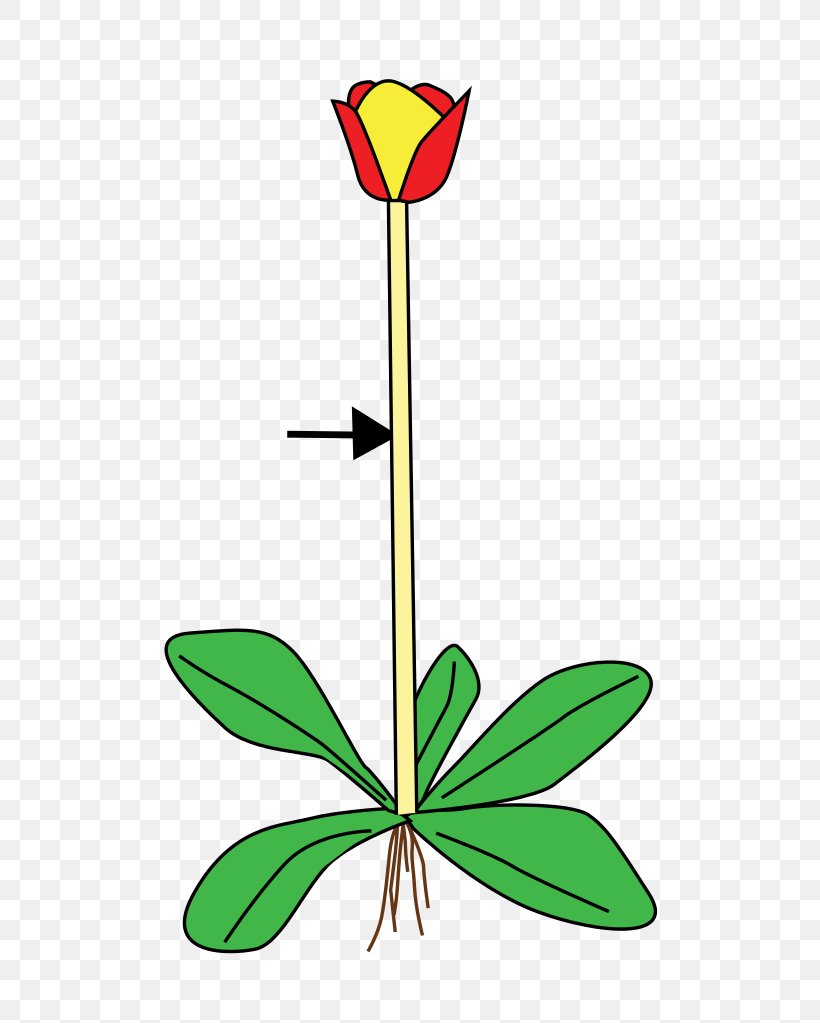 Plant Stem Flower Leaf Root, PNG, 682x1023px, Plant, Artwork, Auglis, Cut Flowers, Drawing Download Free