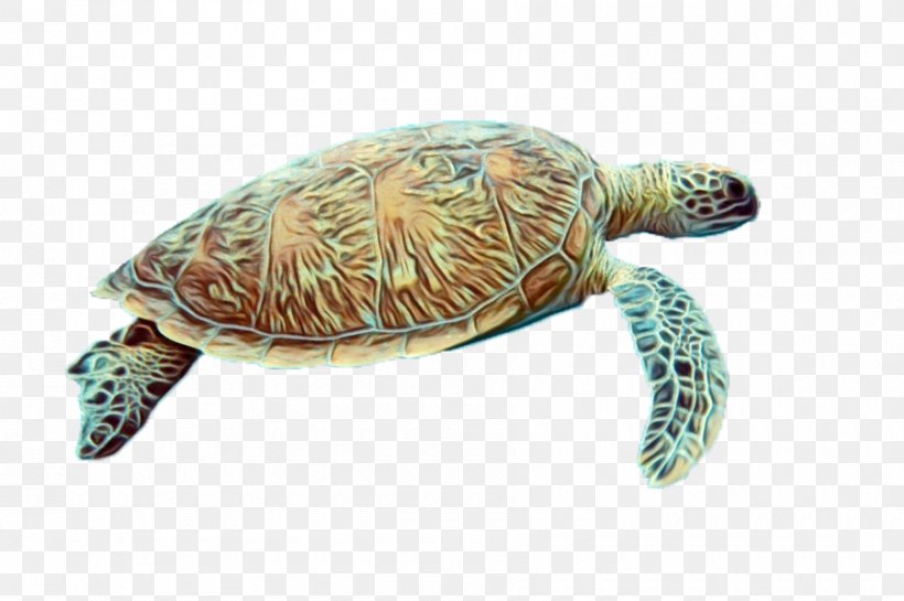 Sea Turtle Tortoise Olive Ridley Sea Turtle Turtle Green Sea Turtle, PNG, 900x599px, Watercolor, Green Sea Turtle, Hawksbill Sea Turtle, Kemps Ridley Sea Turtle, Loggerhead Sea Turtle Download Free