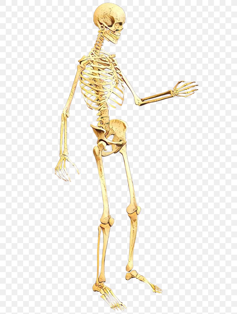 Skeleton Shoulder Joint Human Anatomy Leg, PNG, 600x1085px, Skeleton, Arm, Human, Human Anatomy, Human Body Download Free