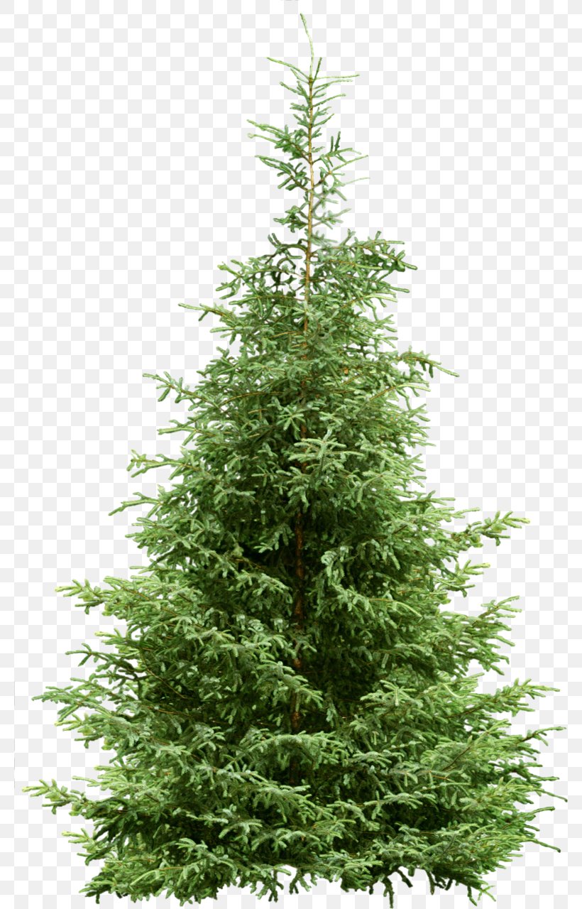 Tree Pine Fir Spruce, PNG, 780x1280px, Tree, Biome, Christmas, Christmas Decoration, Christmas Tree Download Free