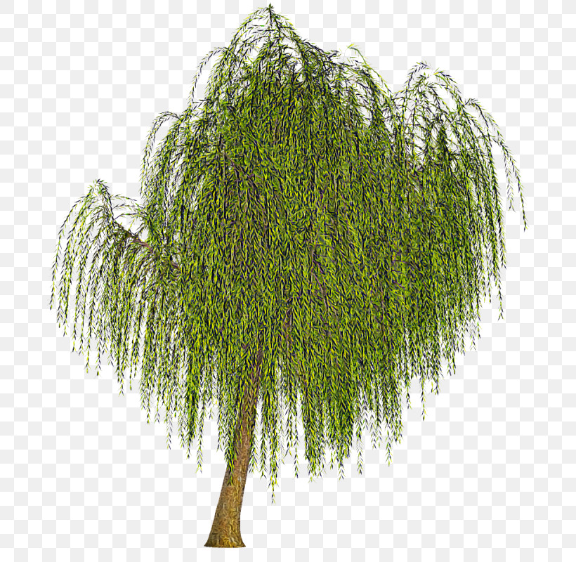Tree Plant Woody Plant Willow Grass, PNG, 714x800px, Tree, American Larch, Grass, Pine Family, Plant Download Free