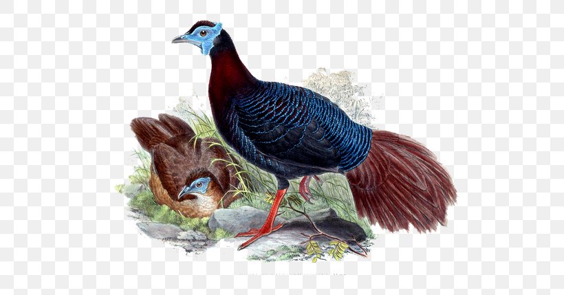 Bird Painting, PNG, 600x429px, Bird, Beak, Chicken, Decorative Arts, Domesticated Turkey Download Free