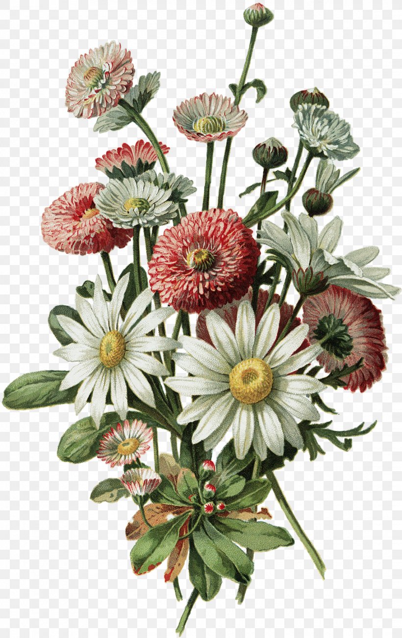 Botanical Illustration Drawing Flowers Design, PNG, 1135x1800px, Botanical Illustration, Alois Lunzer, Art, Aster, Botany Download Free