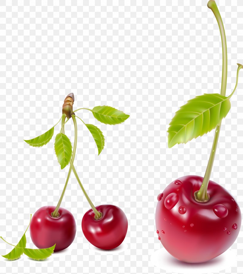 Cherry Fruit Clip Art, PNG, 2076x2341px, Cherry, Apple, Cherry Blossom, Drawing, Food Download Free