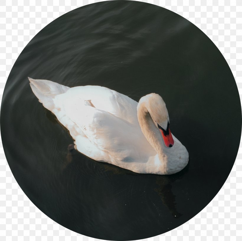 Cygnini Duck Feather Beak, PNG, 1413x1409px, Cygnini, Beak, Bird, Duck, Ducks Geese And Swans Download Free