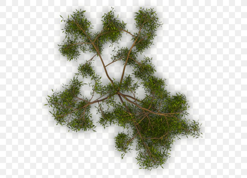 Larch Tree Twig Evergreen Branch, PNG, 568x590px, Larch, Branch, Com, Computer Software, Evergreen Download Free