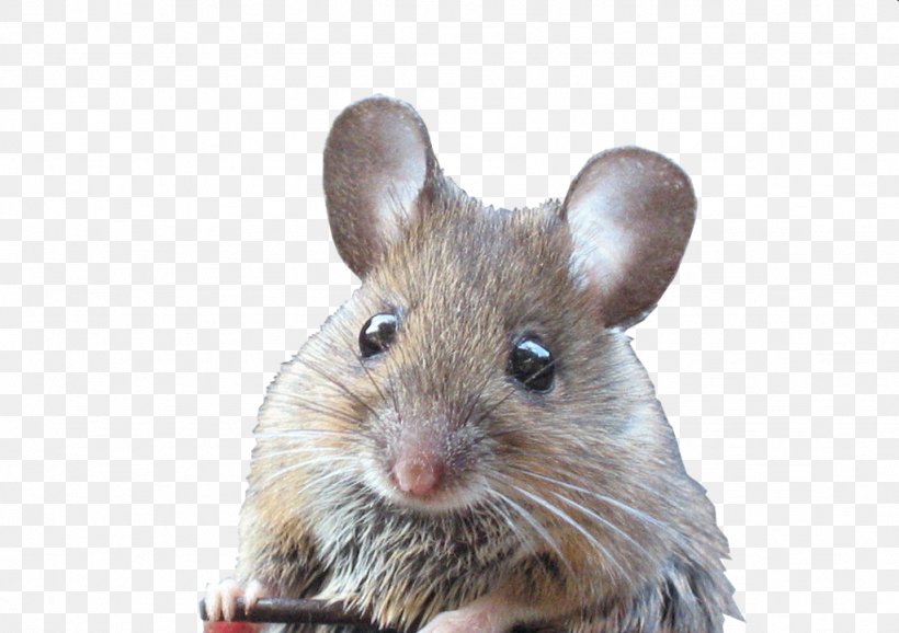 Rat Fancy Mouse Animal Pet Rodent, PNG, 1024x722px, Rat, Animal, Chinchilla, Cockapoo, Degu Download Free