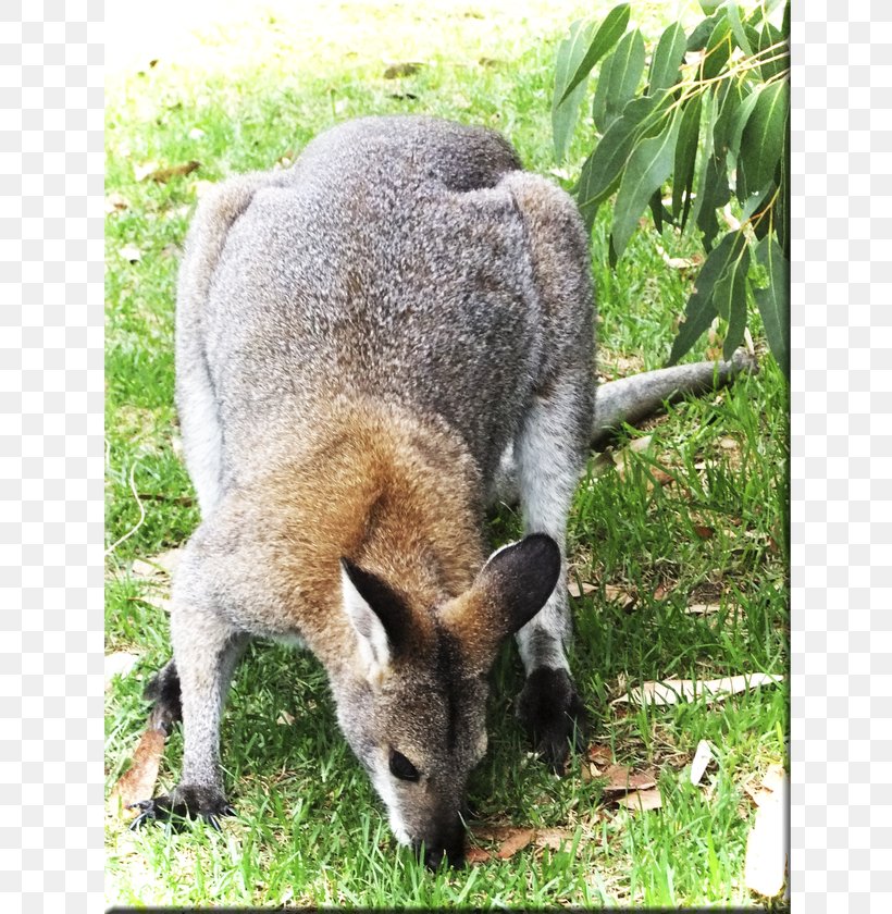 Wallaby Reserve Kangaroo Fur Terrestrial Animal Snout, PNG, 720x840px, Wallaby Reserve, Animal, Fauna, Fur, Grass Download Free
