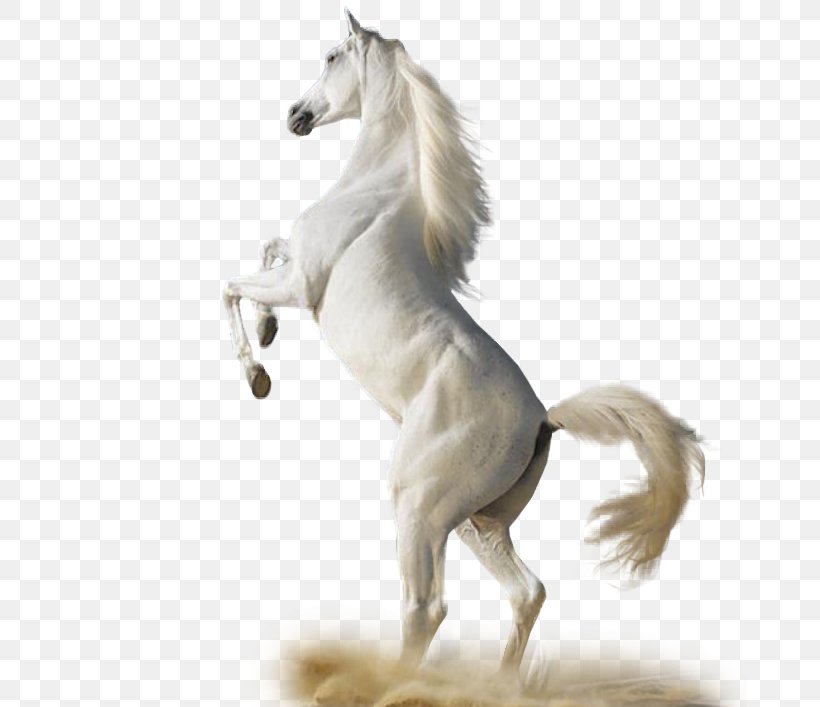 Arabian Horse Equine Herbs & Healing: An Earth Lodge Guide To Horse Wellness Stallion Clip Art, PNG, 674x707px, Arabian Horse, Animal, Horse, Horse Like Mammal, Horse Tack Download Free