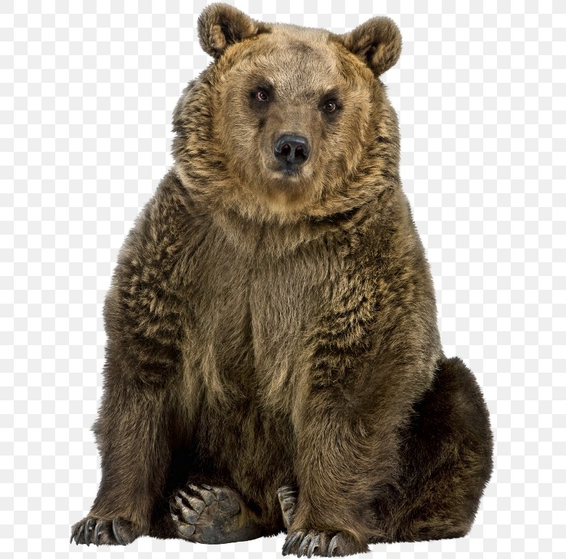 Brown Bear American Black Bear Polar Bear El Oso Pardo, PNG, 619x810px, Brown Bear, American Black Bear, Animal, Asian Black Bear, Bear Download Free