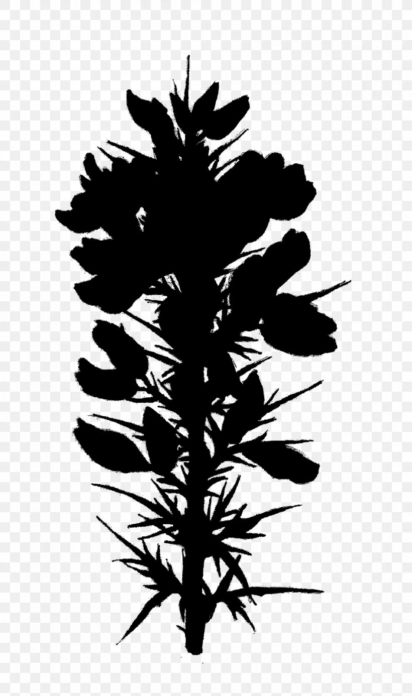 Flower Plant Stem Leaf Pine Font, PNG, 946x1600px, Flower, American Larch, Botany, Colorado Spruce, Flowering Plant Download Free