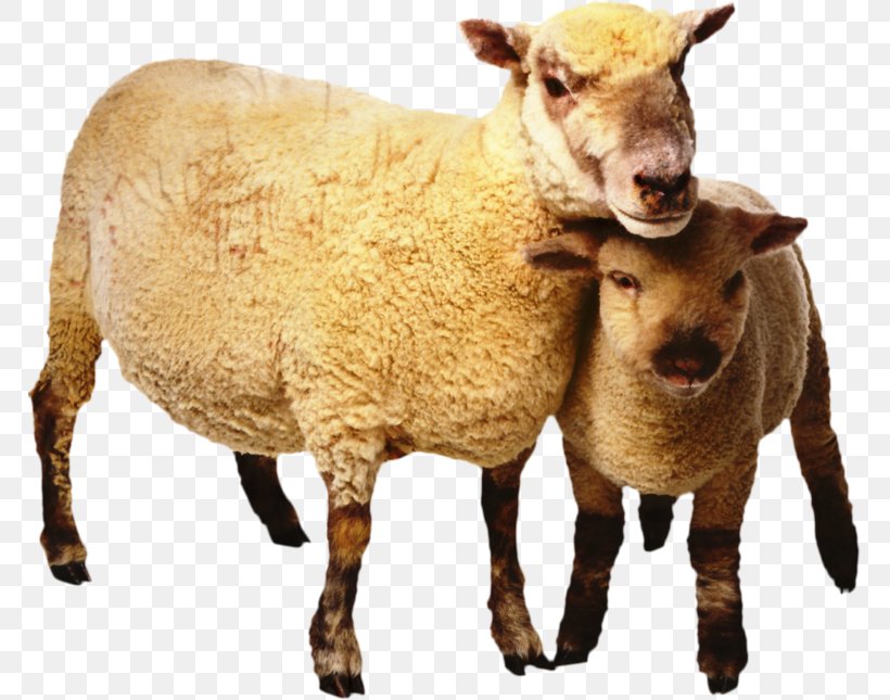 Suffolk Sheep Boer Goat Scottish Blackface Cattle Clip Art, PNG, 768x645px, Suffolk Sheep, Anglonubian Goat, Boer Goat, Bovine, Cattle Download Free