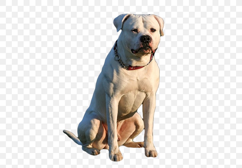 Valley Bulldog American Bulldog Dorset Olde Tyme Bulldogge Olde English Bulldogge Boerboel, PNG, 450x571px, Valley Bulldog, American Bulldog, American Staffordshire Terrier, Boerboel, Breed Download Free