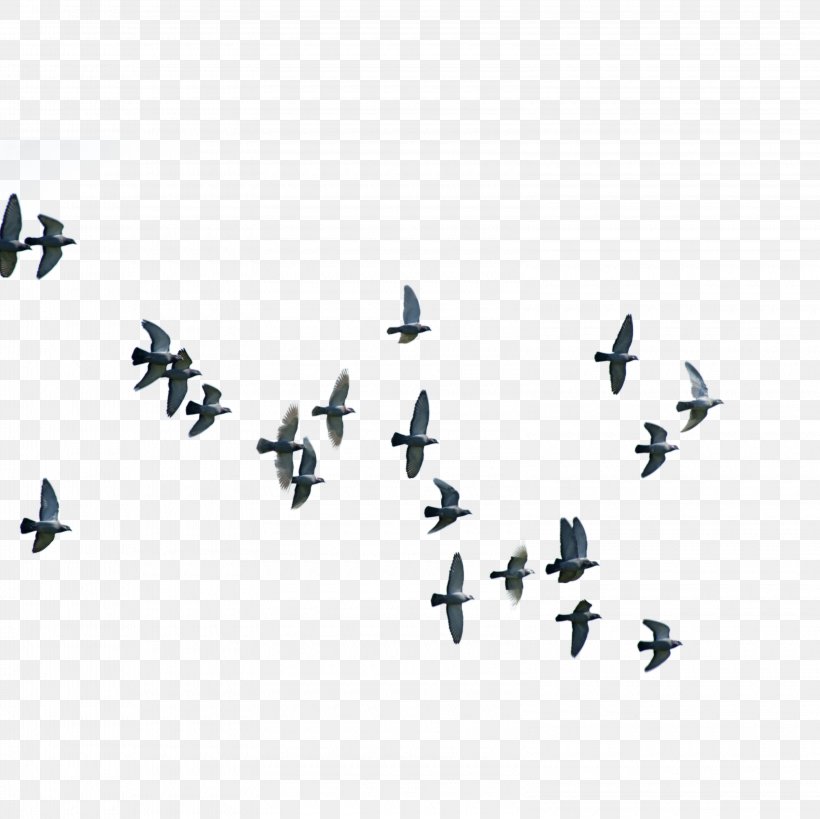Bird Flight Columbidae Wing, PNG, 3200x3200px, Bird, Avialae, Bird Flight, Columba, Columbidae Download Free